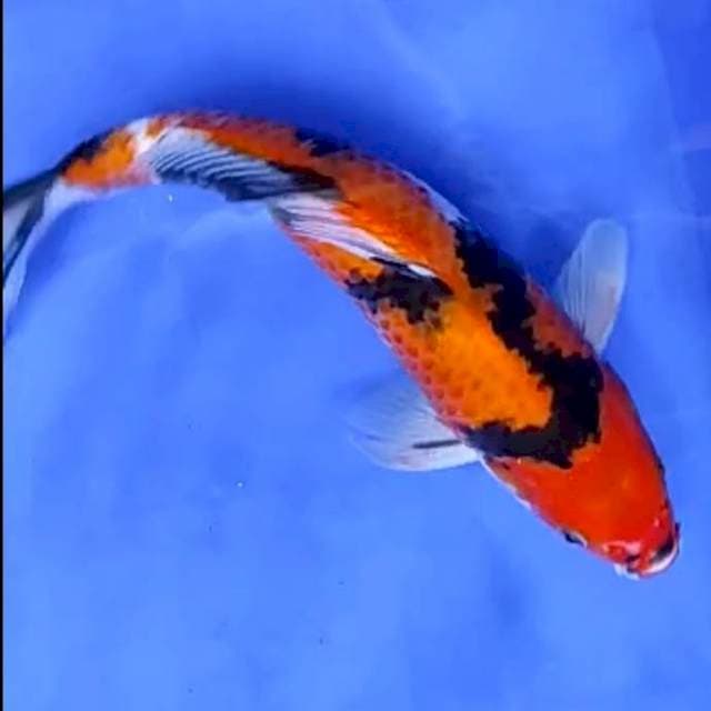 HI SHOWA MALE # 34CM