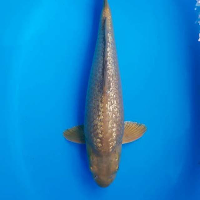 midori male ginrin berpunuk 37 cm