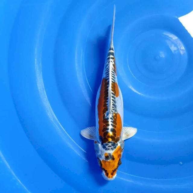 Kikokuryu 34cm