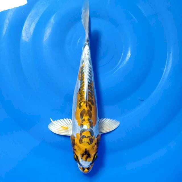 Kin kiko 34cm HQ