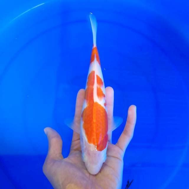 kuhaku / 23 cm
