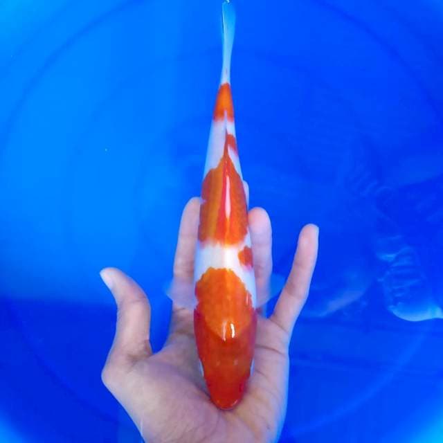 kuhaku : 24 cm