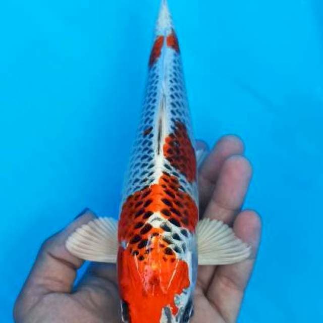 Kujaku red line bagus 23cm