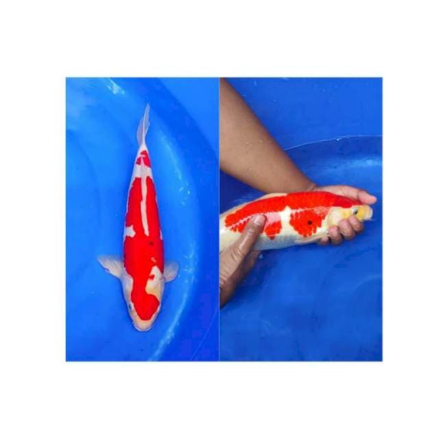 HQ Sanke Berpunuk 37cm (M)