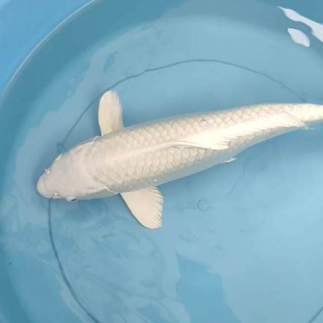 Platinum ogon