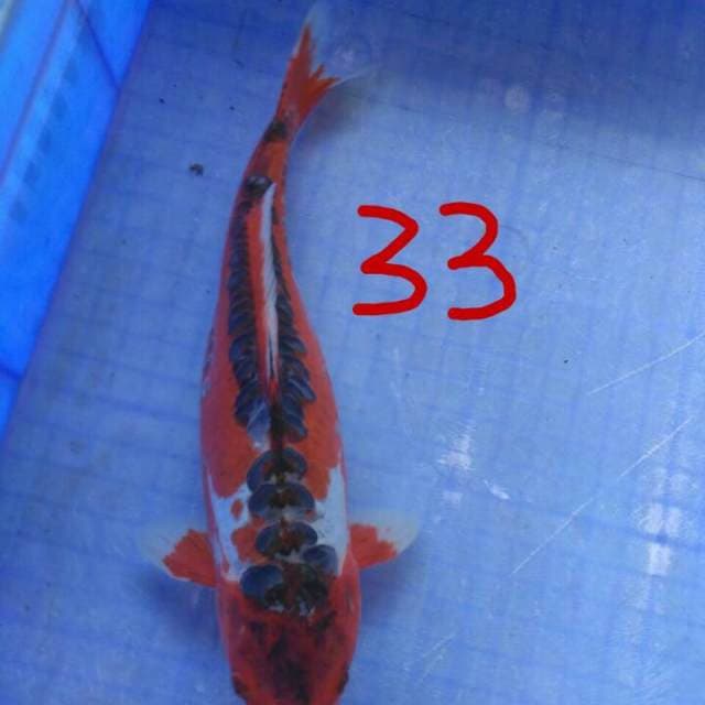 MERAH BERANI 33