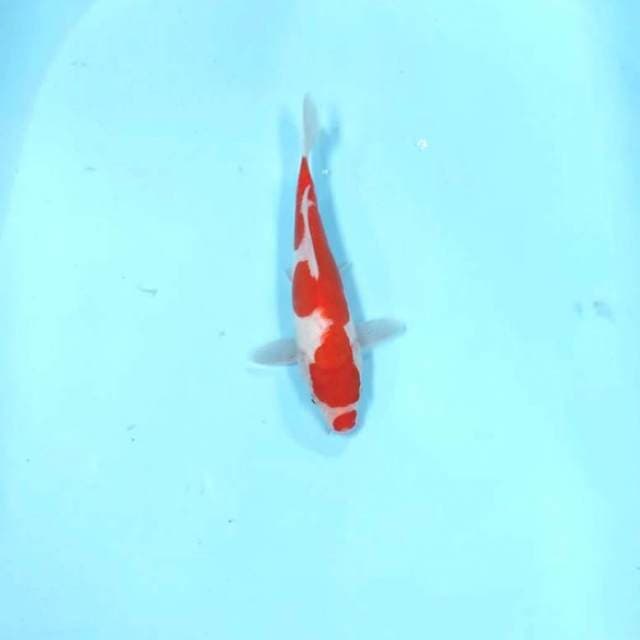 Kuchibeni ori