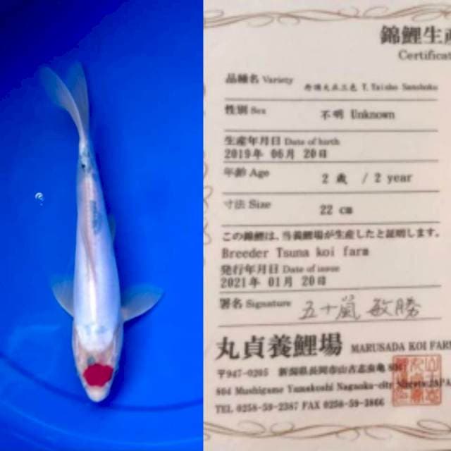 Tancho Sanke 24cm Impor Tsuna Farm