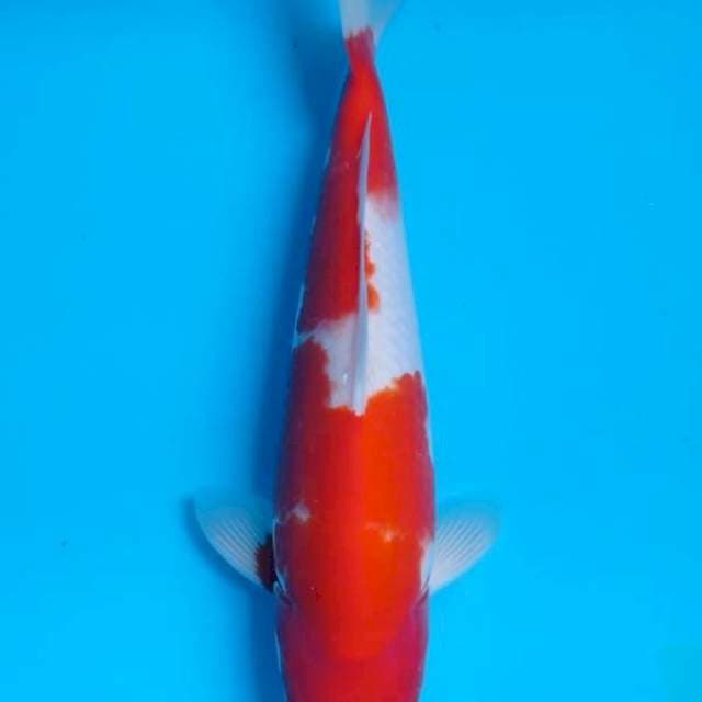 Sanke Farm okawa Male 35BU