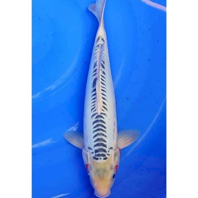 Shusui ring rapi 33 cm (M)