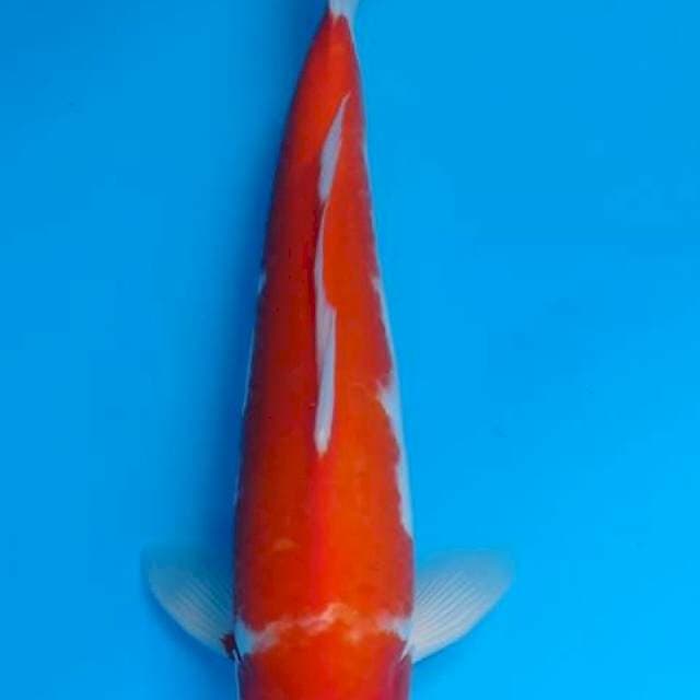 Kohaku okawa Male 40BU