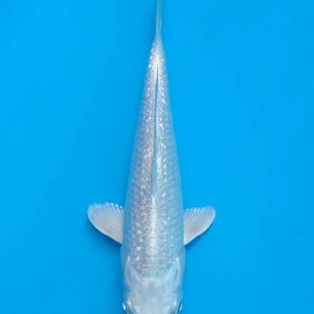 Platinum ginrin ikarashi spesial for showa tosai 15cm
