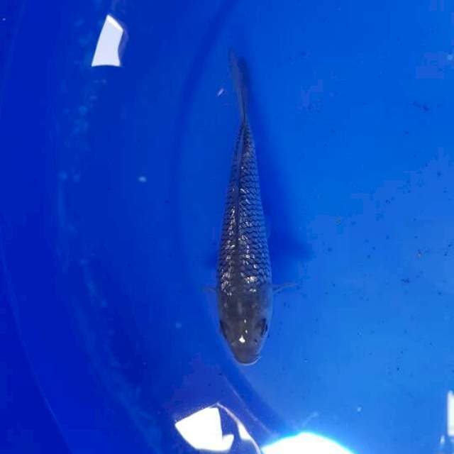 Black Diamond F1 Marudo