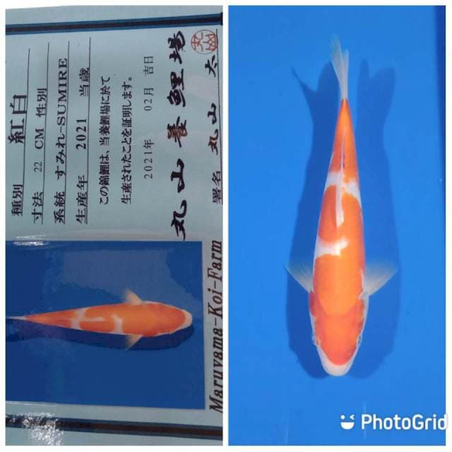 Kohaku JT tosai maruyama