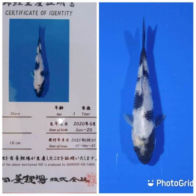 Shiro tosai dainichi