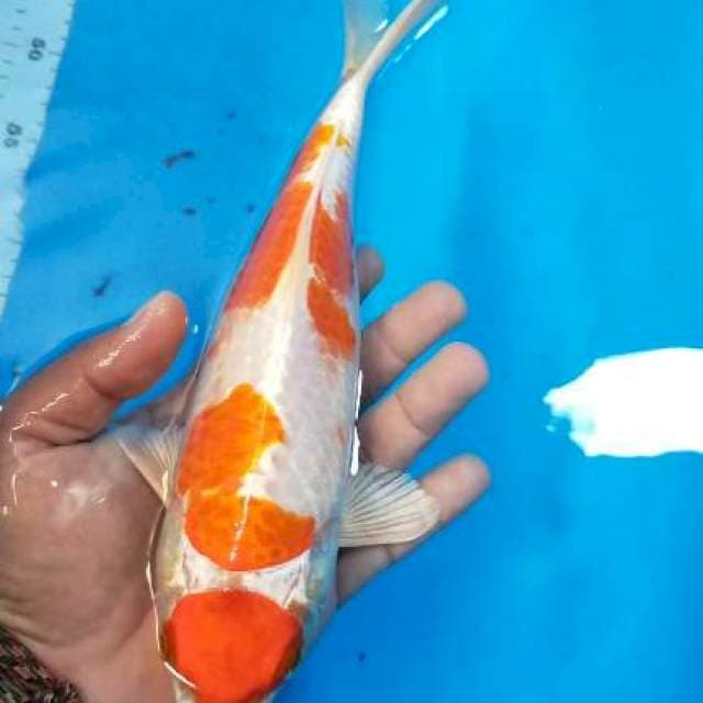 Kohaku maruten Hikari 26 cm