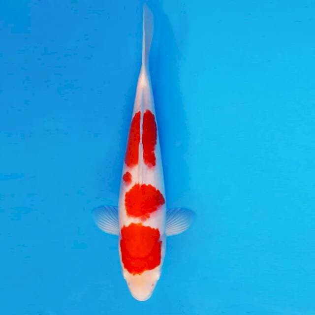 HIRO 2 - Kohaku ®