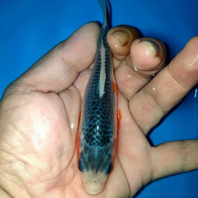 Hq Calon 15cm body..jaring..warna samping ok