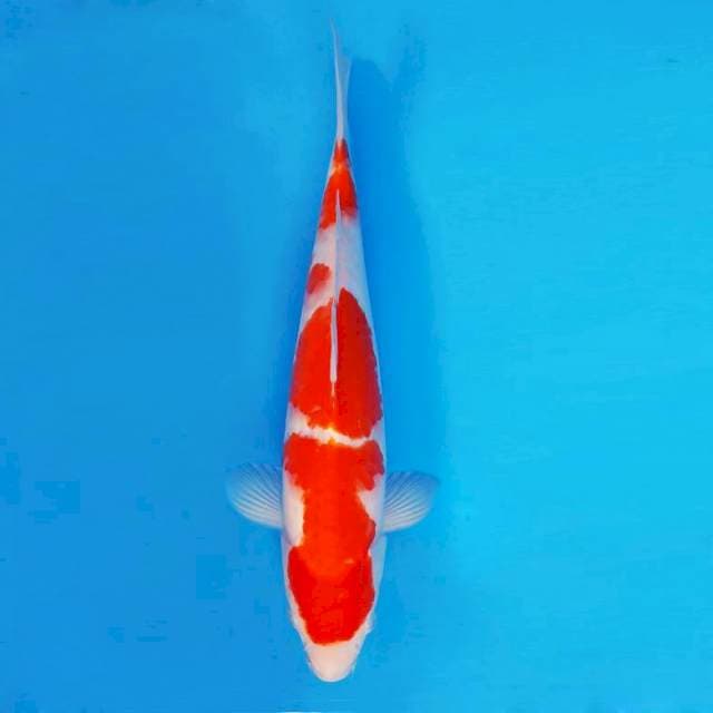 HIRO 10 - Kohaku ®