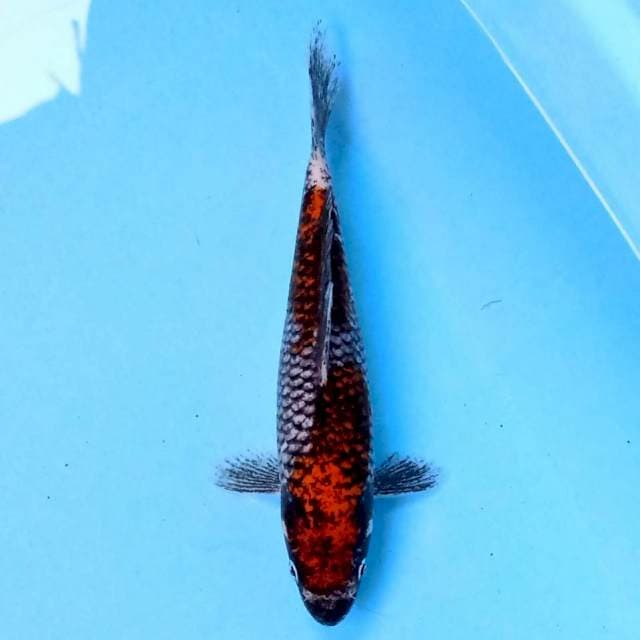Beni Matsukawabake 18 cm