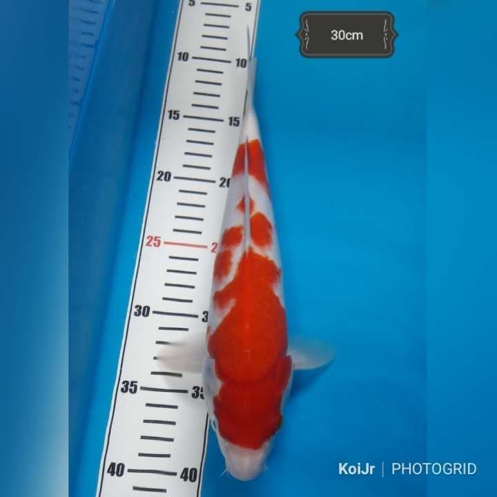 Kohaku