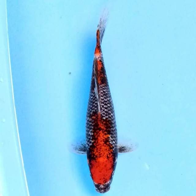Beni Matsukawabake 20 cm