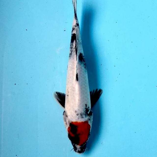 Tancho showa red blood original 25 cm