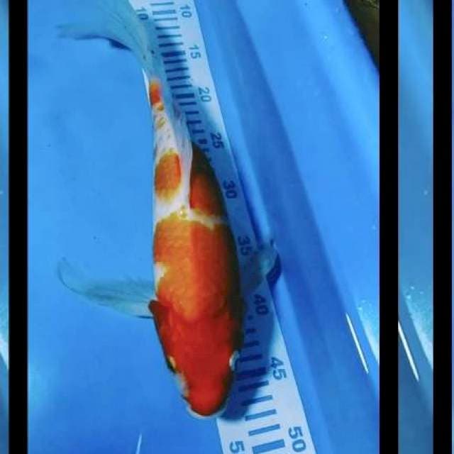 KOHAKu sleyer punuk 42cm