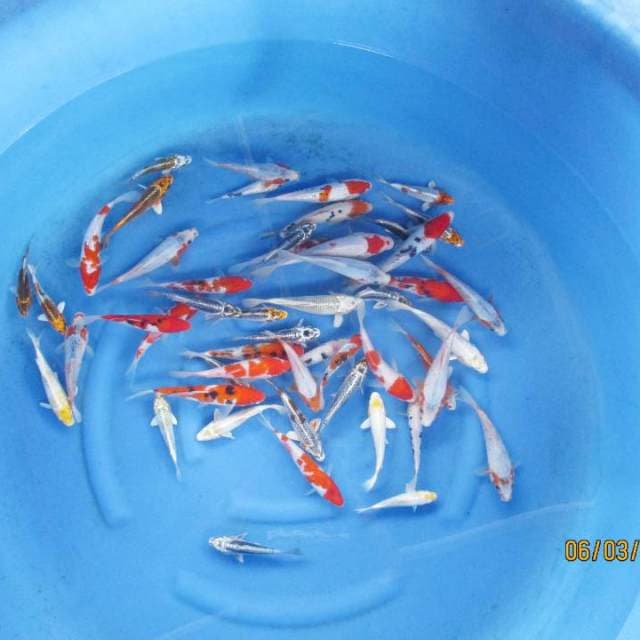 Paket mix