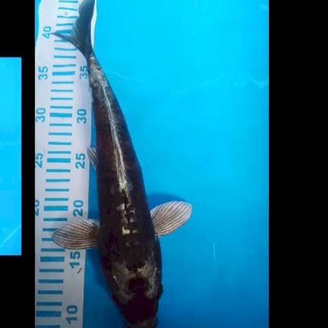 Serap Kabuto blackwait 36cm
