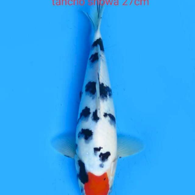 Tancho gotenzakura 27cm original patern