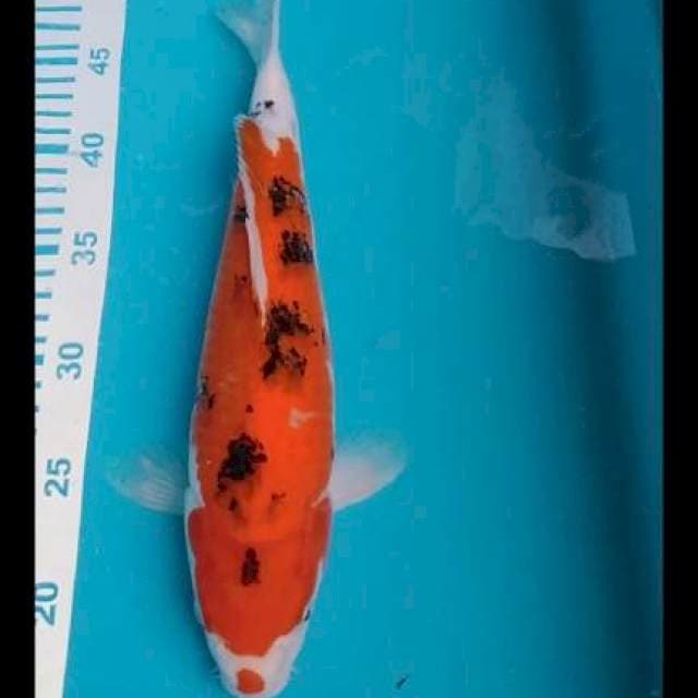 Sanke 35cm