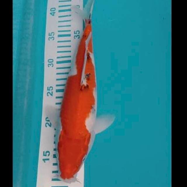 Sanke 32cm