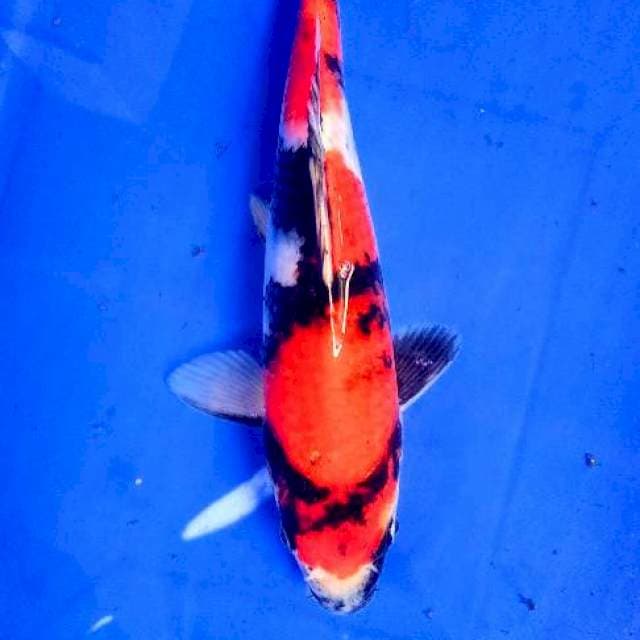 Showa SQ 20cm