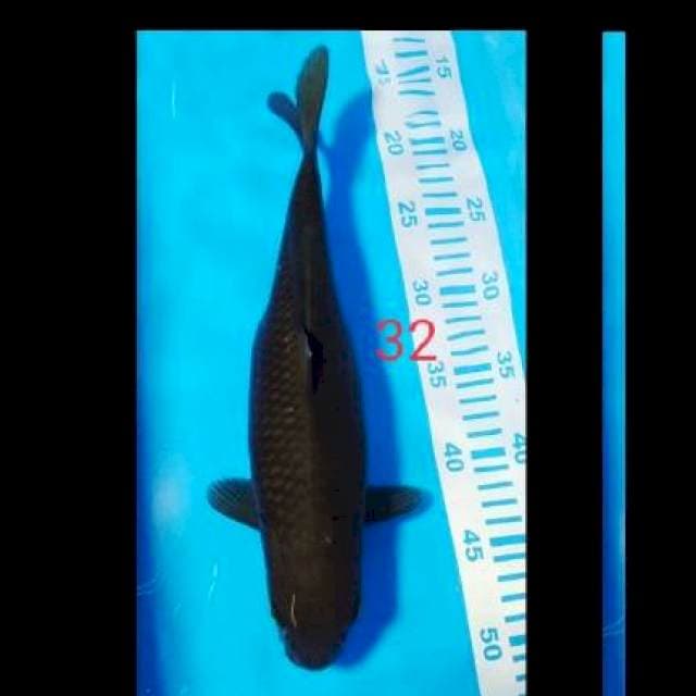 Cagoi terpedo 32cm