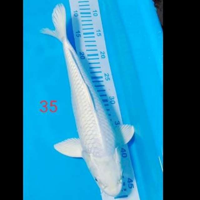 Platinum putih salju 35cm