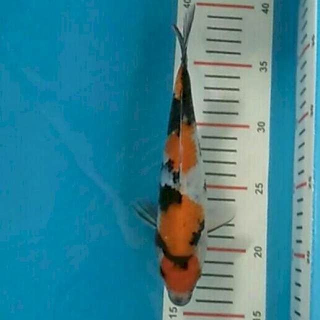 Showa 22.Cm