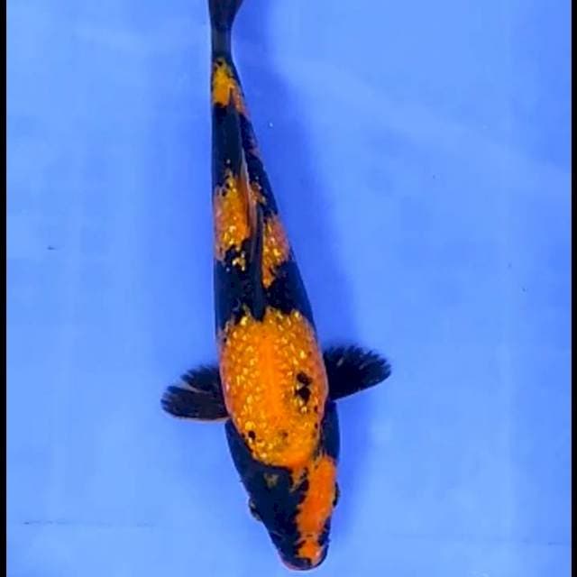 UTSURI GINRIN # 26CM