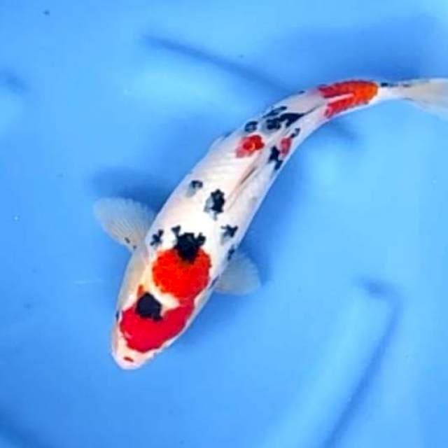 SANKE PATTERN # 31CM