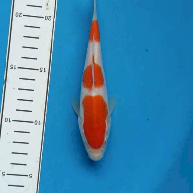 Kohaku halus