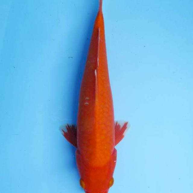 Aka hajiro