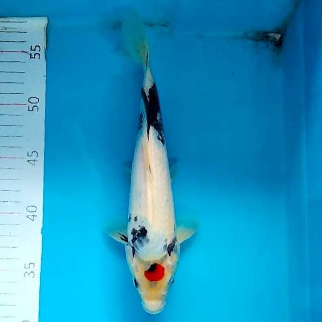 Tanchi shiwi 25cm