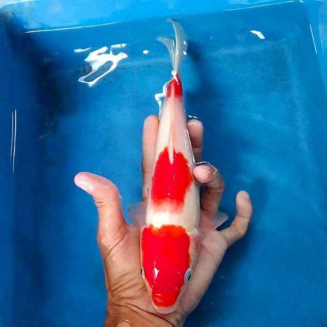 Maruten kohaku 27cm original