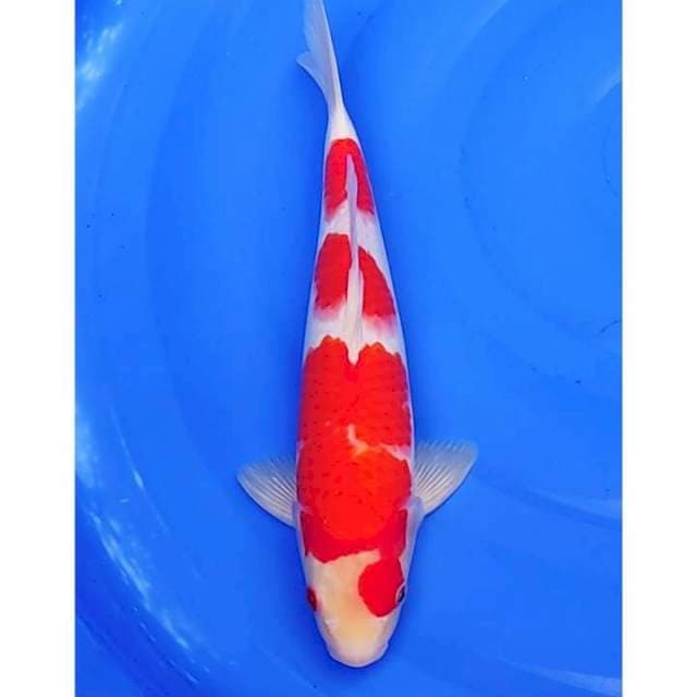 3step kohaku original 35 cm (M)