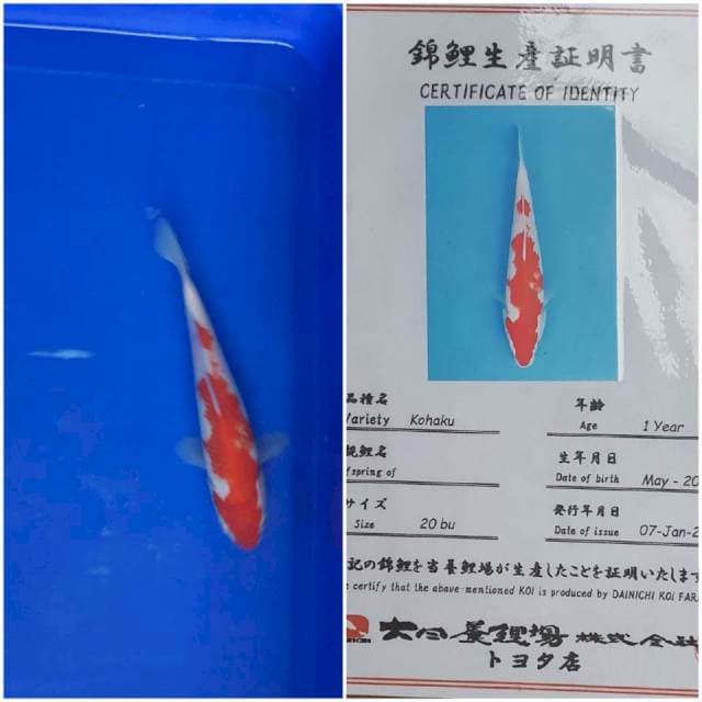 Kohaku Dainichi