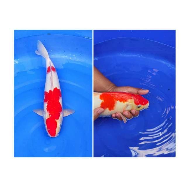 Original kohaku berpunuk 37cm (M)