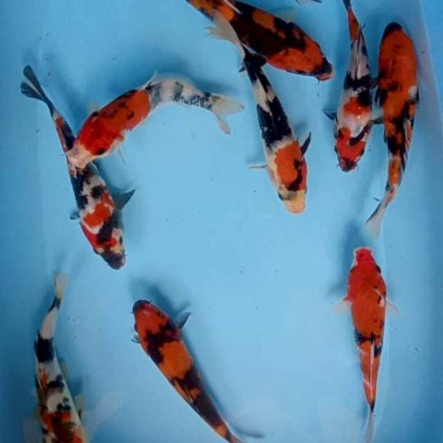 Paket showa