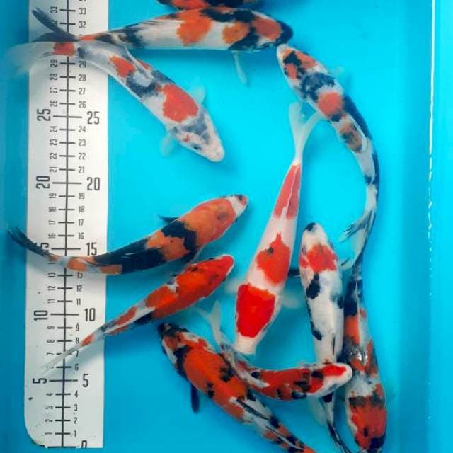 Showa 15-20cm