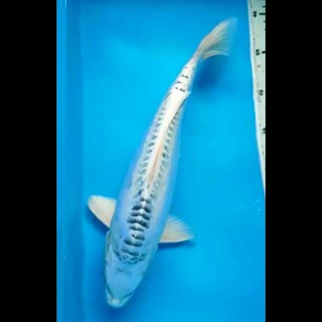 GIN MATSUBA DOITSU ARAGOKE PUNUK 35 Cm, JANTAN