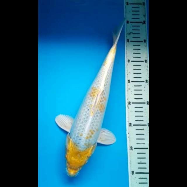 HARIWAKE PUNUK 35 Cm, JANTAN